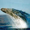 Humpback Whale