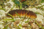 Sea Cucumber
